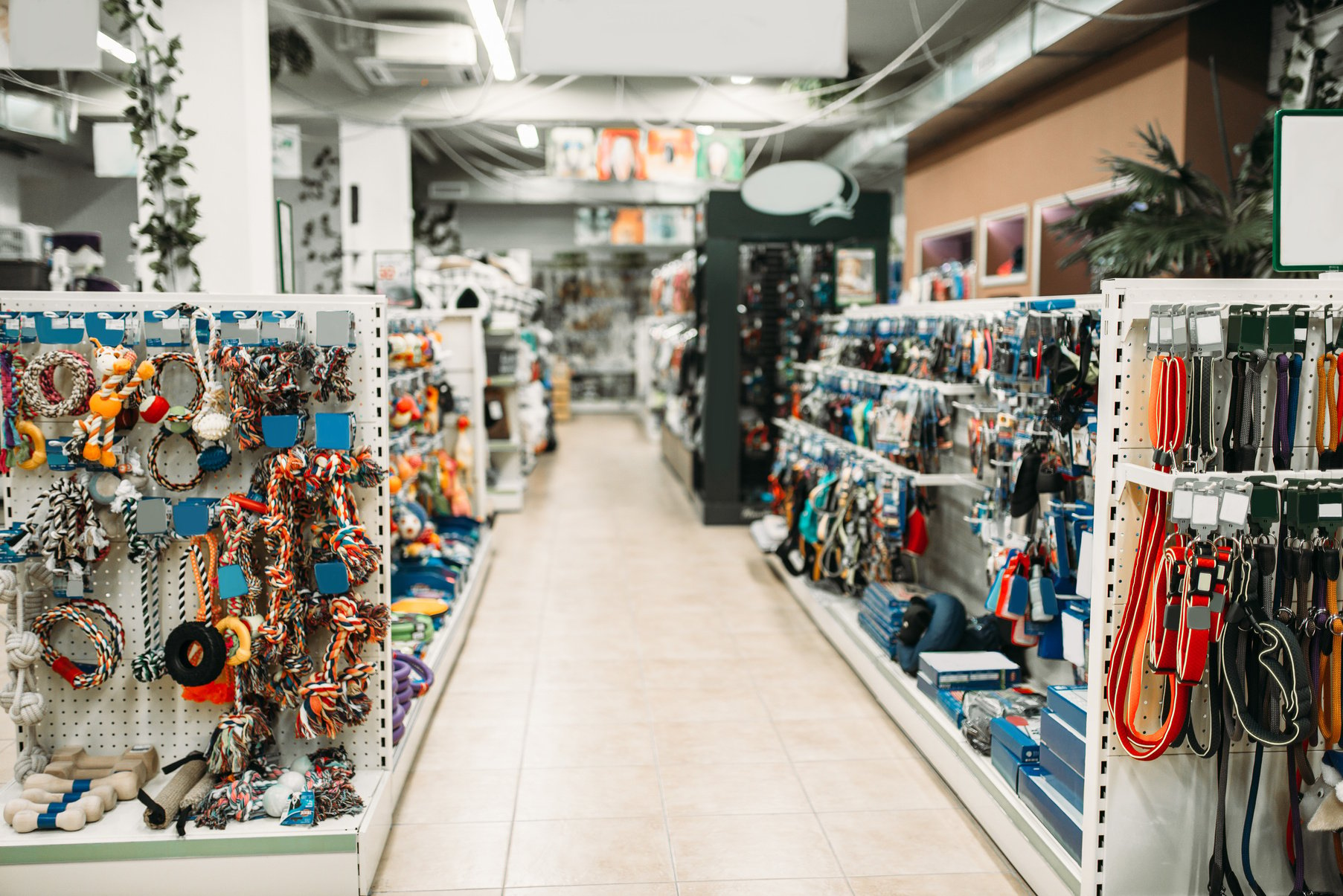 Pet Shop Interior, Shelves with Accessories