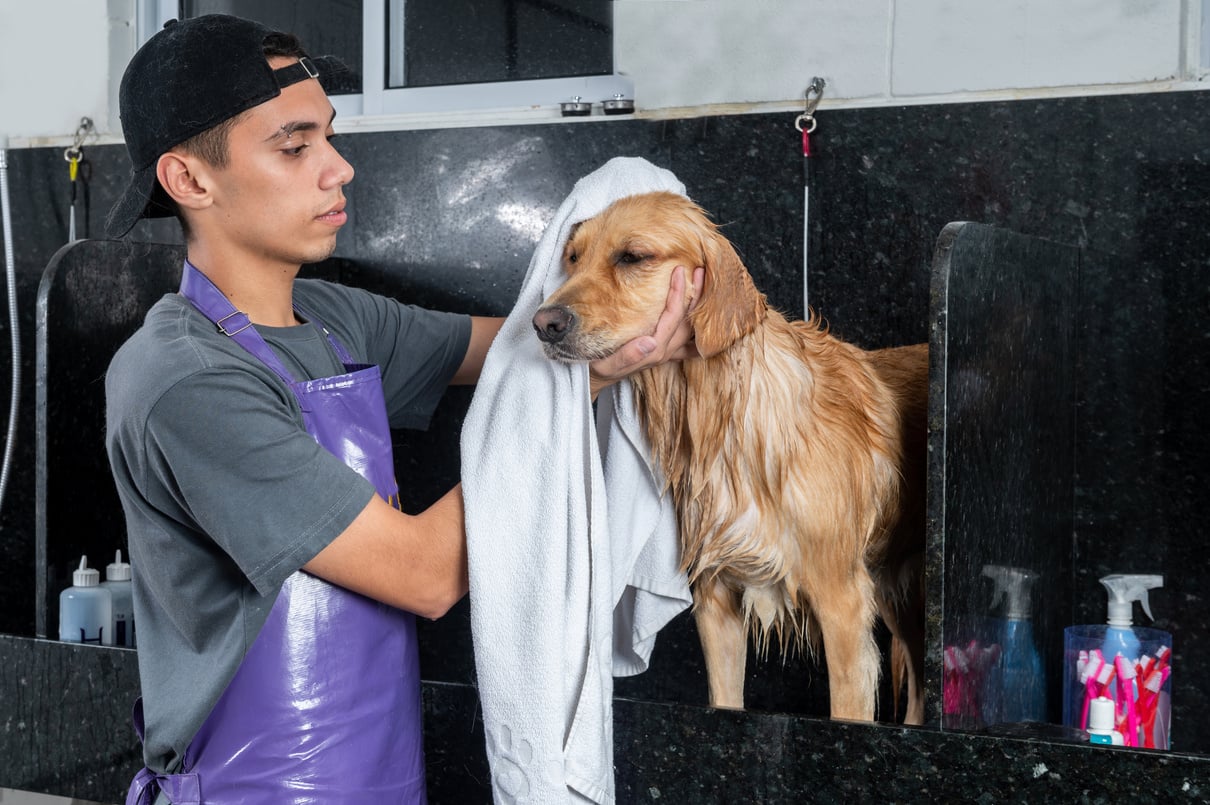 pet groomer drying a dog